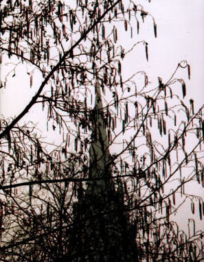 church behind tree