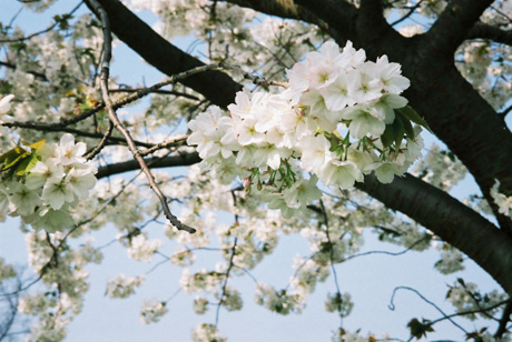 white blossom