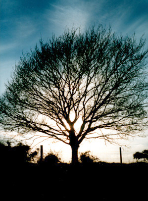 sun shining through tree