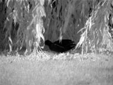 Moorhen Under Willow Tree