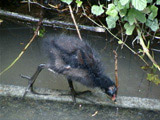 Baby Moorhen