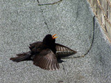 Bird Cooling Itself