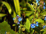 Blue Flower Bee