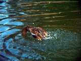 Ducking And Diving