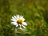 Fly Leaving Daisy