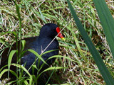 Moorhen