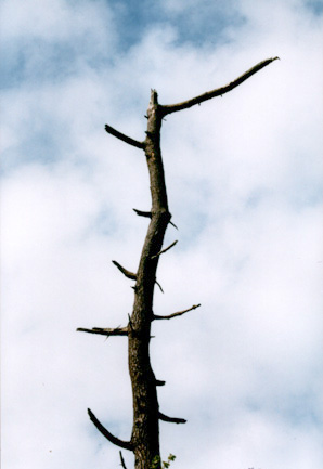 branchless tree