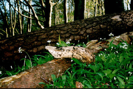 diseased dead log