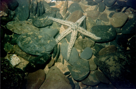 starfish