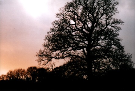 bent tree