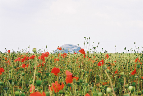 bass rock from poppy field