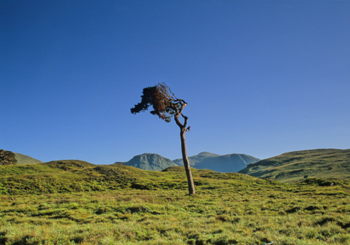 weather-beaten tree