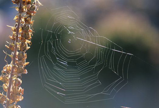 spider web