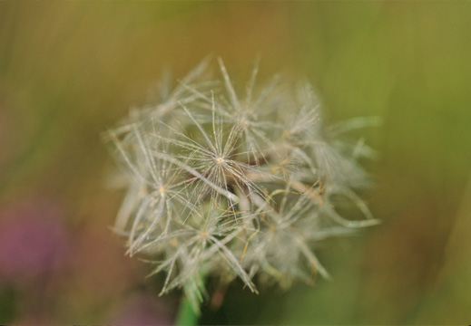 daisyhead