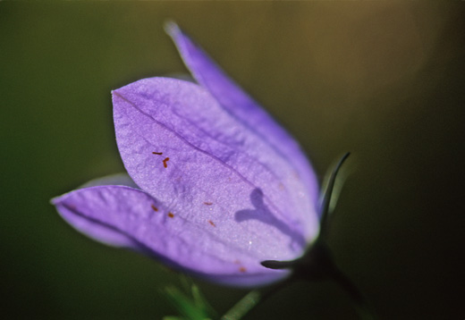 scottish blue bell