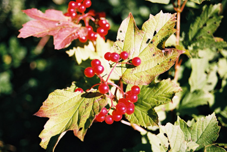 berries, near horsham