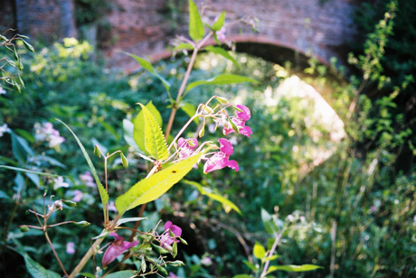 flower by bridge, near horsham