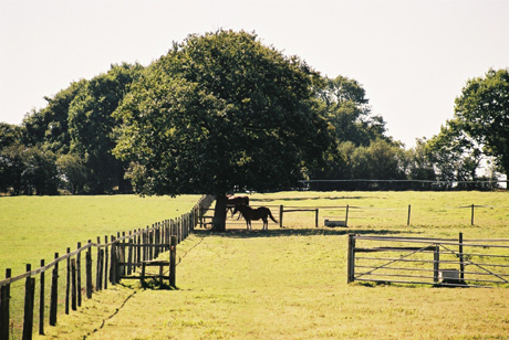 horse, near horsham