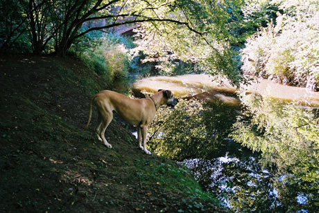 jess by bridge, near horsham