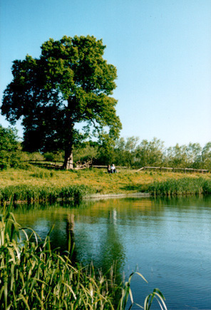 oak tree, ardingly reservoir