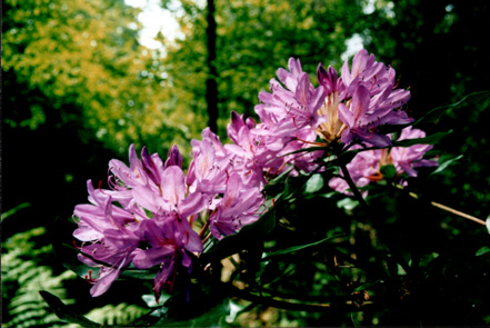 pink flowers