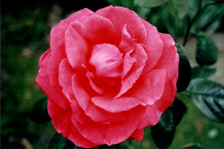 pink garden rose