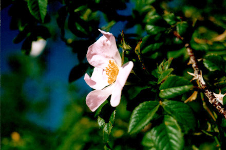 pink wild rose