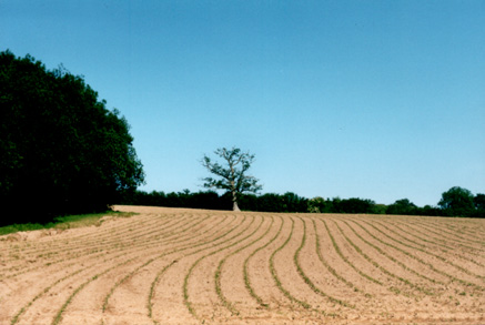 ploughed field